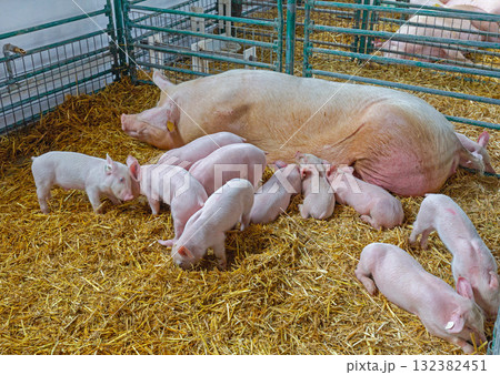 Piglets Sow Pigs Farm 132382451