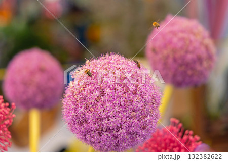 Bees Giant Allium Flower 132382622