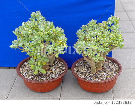 Jade Plants Crassula Jade Plants Crassula 132382632