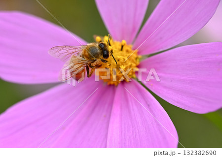 コスモスの蜜を吸うミツバチ 132382690