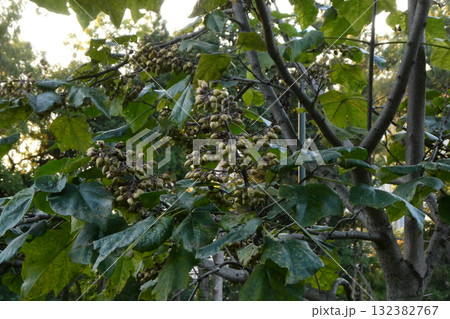 鈴なりの桐の実　木と同じと書いて桐　ゴマノハグサという草の仲間 132382767