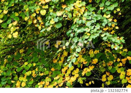 黄葉したシダレカツラの葉 132382774