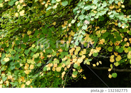 黄葉したシダレカツラの葉 132382775