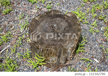 切り株 132382790