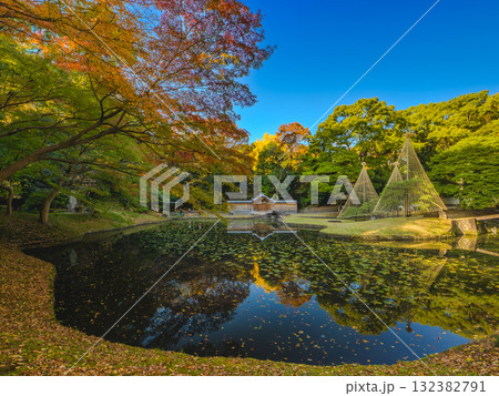 色鮮やかな紅葉と冬支度の雪吊りがある伝統的な日本庭園の池 (東京都、文京区、小石川後楽園) 色鮮やかな紅葉と冬支度の雪吊りがある伝統的な日本庭園の池 (東京都、文京区、小石川後楽園) 132382791