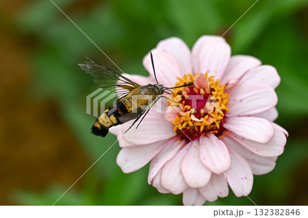 オオスカシバ 132382846