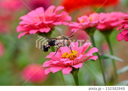 オオスカシバ オオスカシバ 132382848