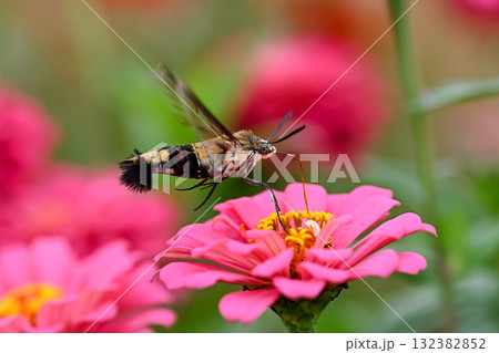 オオスカシバ オオスカシバ 132382852