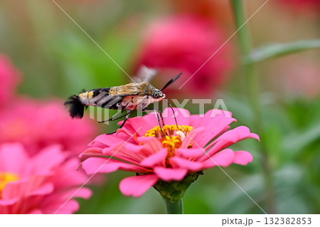 オオスカシバ 132382853