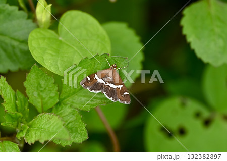 シロオビノメイガ 132382897