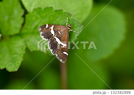 シロオビノメイガ 132382899