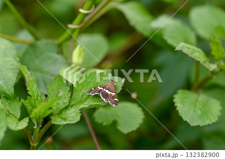 シロオビノメイガ 132382900