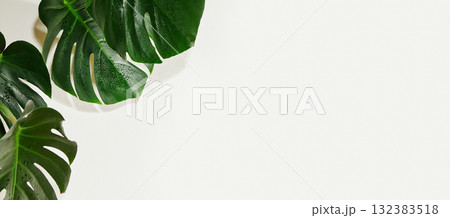 Monstera or Palm Leaves Summer Minimal White Background. Space for Text. Copyspace with Tropical Floral. Green Leaf Monstera or Palm Leaves Summer Minimal White Background. Space for Text. Copyspace with Tropical Floral. Green Leaf 132383518