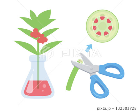 赤く染めたホウセンカの道管のイラスト 132383728