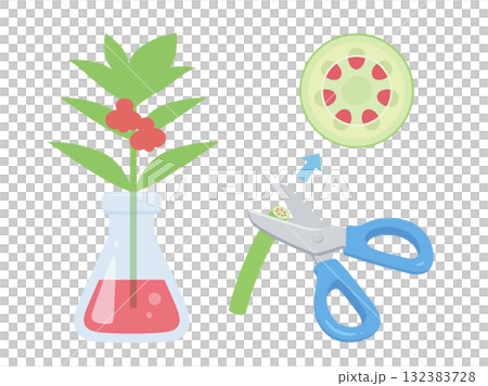 赤く染めたホウセンカの道管のイラスト 132383728