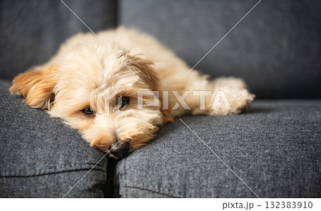 Full-body shot of a tiny, fluffy puppy resting on a dark gray couch. 132383910