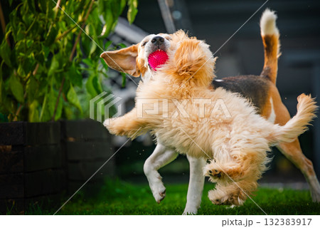 An energetic Maltipoo puppy and a senior beagle dog playing together with a red ball in the backyard. An energetic Maltipoo puppy and a senior beagle dog playing together with a red ball in the backyard. 132383917