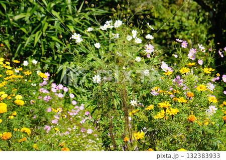 Vibrant Mix of White Pink Cosmos and Yellow Marigold Blooms 132383933