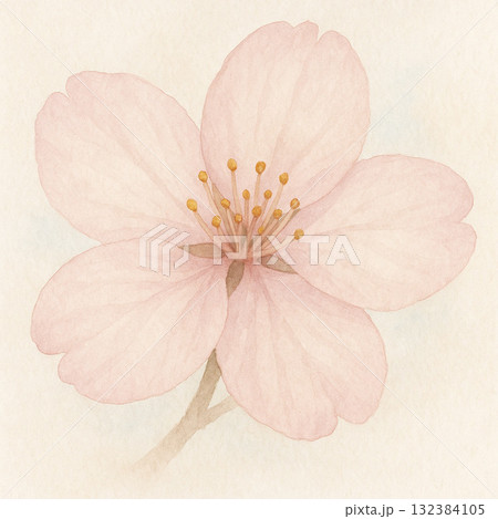 桜シリーズ：桜の花びらの細部 132384105