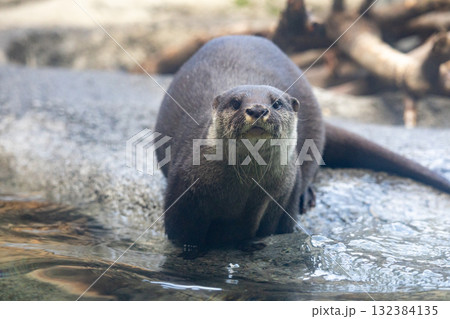 こちらを見るコツメカワウソ 132384135