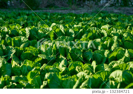 白菜畑 132384721