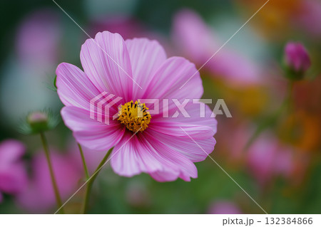 コスモス 132384866