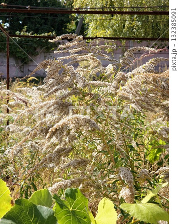 Solidago canadensis in late autumn. Dried gray seeds, late autumn 132385091
