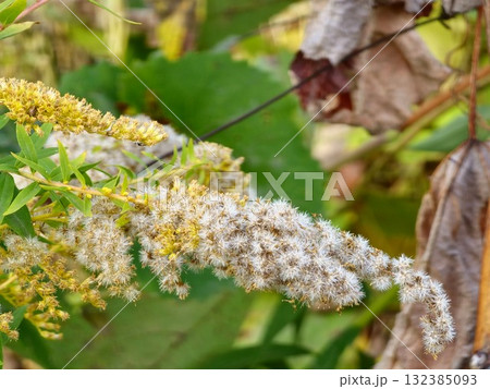 Solidago canadensis in the late autumn. Dried gray seeds, late autumn. Close-up 132385093