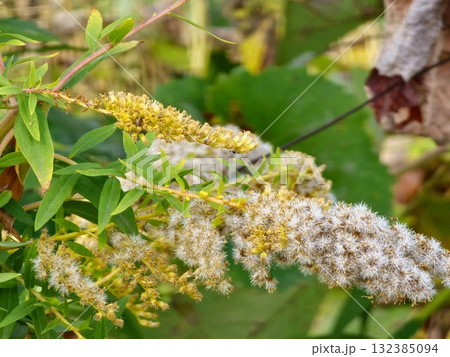 Solidago canadensis in late autumn. Dried a gray seeds, late autumn. Close-up Solidago canadensis in late autumn. Dried a gray seeds, late autumn. Close-up 132385094