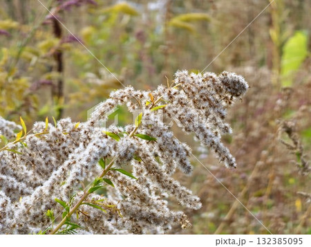 Solidago canadensis in a late autumn. Dried gray seeds, late autumn. Close-up 132385095
