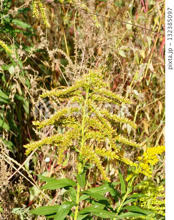 Solidago canadensis, commonly called goldenrods, is a genus of species of flowering plants in the family of asters, Asteraceae. 132385097