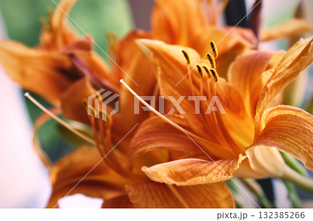 lily flower orange closeup background beautiful macro two flower heads lily flower orange closeup background beautiful macro two flower heads 132385266
