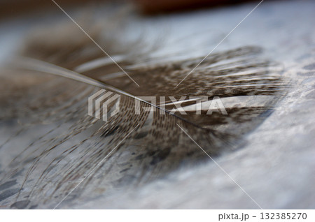 the gray pheasant feather lies on a stone base closeup macro the gray pheasant feather lies on a stone base closeup macro 132385270