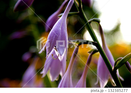 hosta flower violet purple in garden single branch 132385277