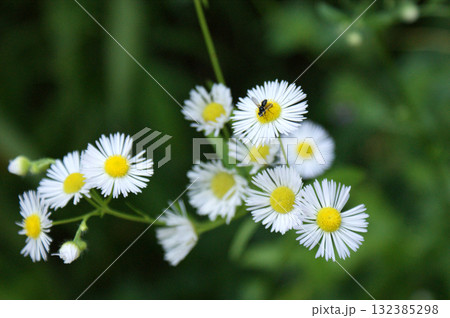insect fly on a camomile flower a few heads of flowers insect fly on a camomile flower a few heads of flowers 132385298