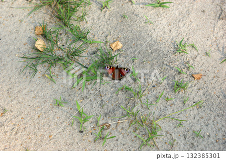 peacock butterfly colourful aglais io on beach sand grass peacock butterfly colourful aglais io on beach sand grass 132385301