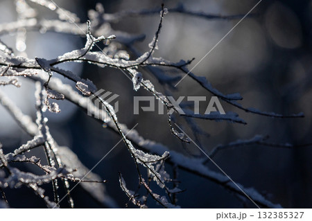 光に輝く冬の小枝 光に輝く冬の小枝 132385327