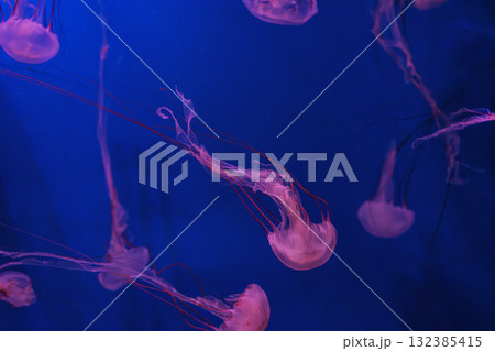 Close up of Chrysaora colorata or purple striped jelly jellyfish swim in deep blue water of aquarium Close up of Chrysaora colorata or purple striped jelly jellyfish swim in deep blue water of aquarium 132385415