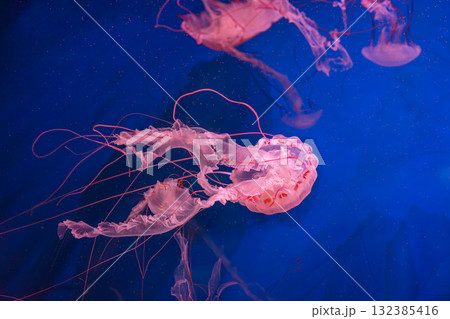 Close up of Chrysaora colorata or purple striped jelly jellyfish swim in deep blue water of aquarium Close up of Chrysaora colorata or purple striped jelly jellyfish swim in deep blue water of aquarium 132385416