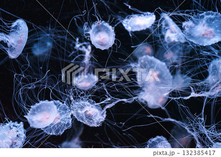 Chrysaora quinquecirrha, Atlantic or East Cost sea nettle jellyfish swim in blue water of aquarium Chrysaora quinquecirrha, Atlantic or East Cost sea nettle jellyfish swim in blue water of aquarium 132385417
