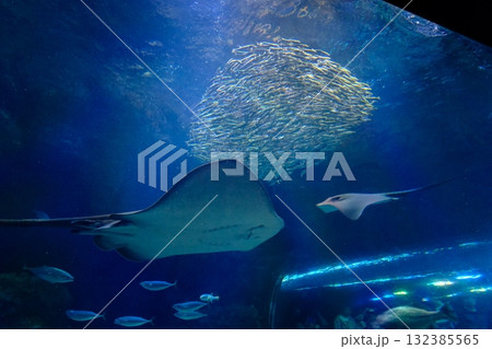 水族館で泳ぐマンタ 132385565