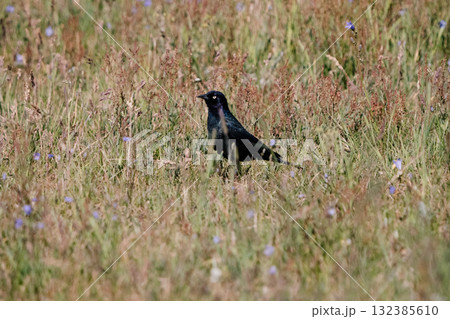 綺麗な鳥1 132385610