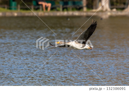 The flying greylag goose, Anser anser is a species of large goose 132386091