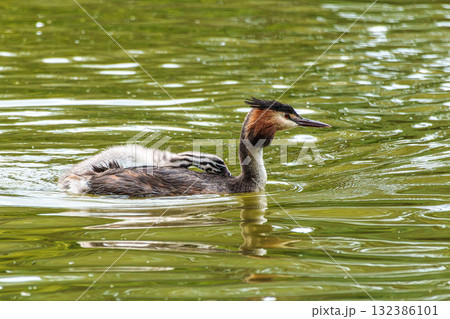 Family of Great Crested Grebe, Podiceps cristatus with beautiful orange colors, a water bird with red eyes. Family of Great Crested Grebe, Podiceps cristatus with beautiful orange colors, a water bird with red eyes. 132386101