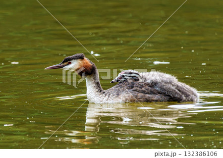 Family of Great Crested Grebe, Podiceps cristatus with beautiful orange colors, a water bird with red eyes. Family of Great Crested Grebe, Podiceps cristatus with beautiful orange colors, a water bird with red eyes. 132386106