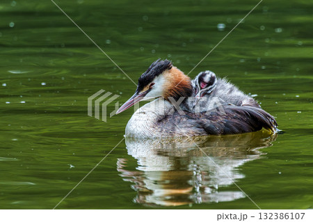 Family of Great Crested Grebe, Podiceps cristatus with beautiful orange colors, a water bird with red eyes. Family of Great Crested Grebe, Podiceps cristatus with beautiful orange colors, a water bird with red eyes. 132386107