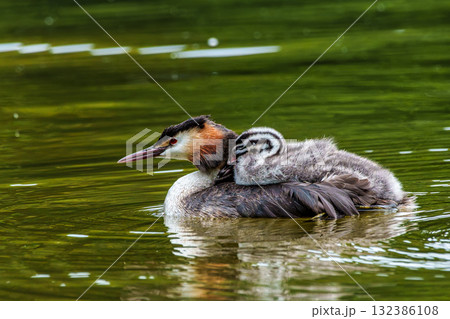 Family of Great Crested Grebe, Podiceps cristatus with beautiful orange colors, a water bird with red eyes. Family of Great Crested Grebe, Podiceps cristatus with beautiful orange colors, a water bird with red eyes. 132386108