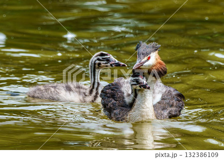 Family of Great Crested Grebe, Podiceps cristatus with beautiful orange colors, a water bird with red eyes. Family of Great Crested Grebe, Podiceps cristatus with beautiful orange colors, a water bird with red eyes. 132386109