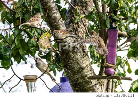 House sparrow bird, Passer domesticus perched on bird feeder containing birdseed. House sparrow bird, Passer domesticus perched on bird feeder containing birdseed. 132386111