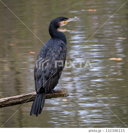 The great cormorant, Phalacrocorax carbo sitting on a branch 132386115